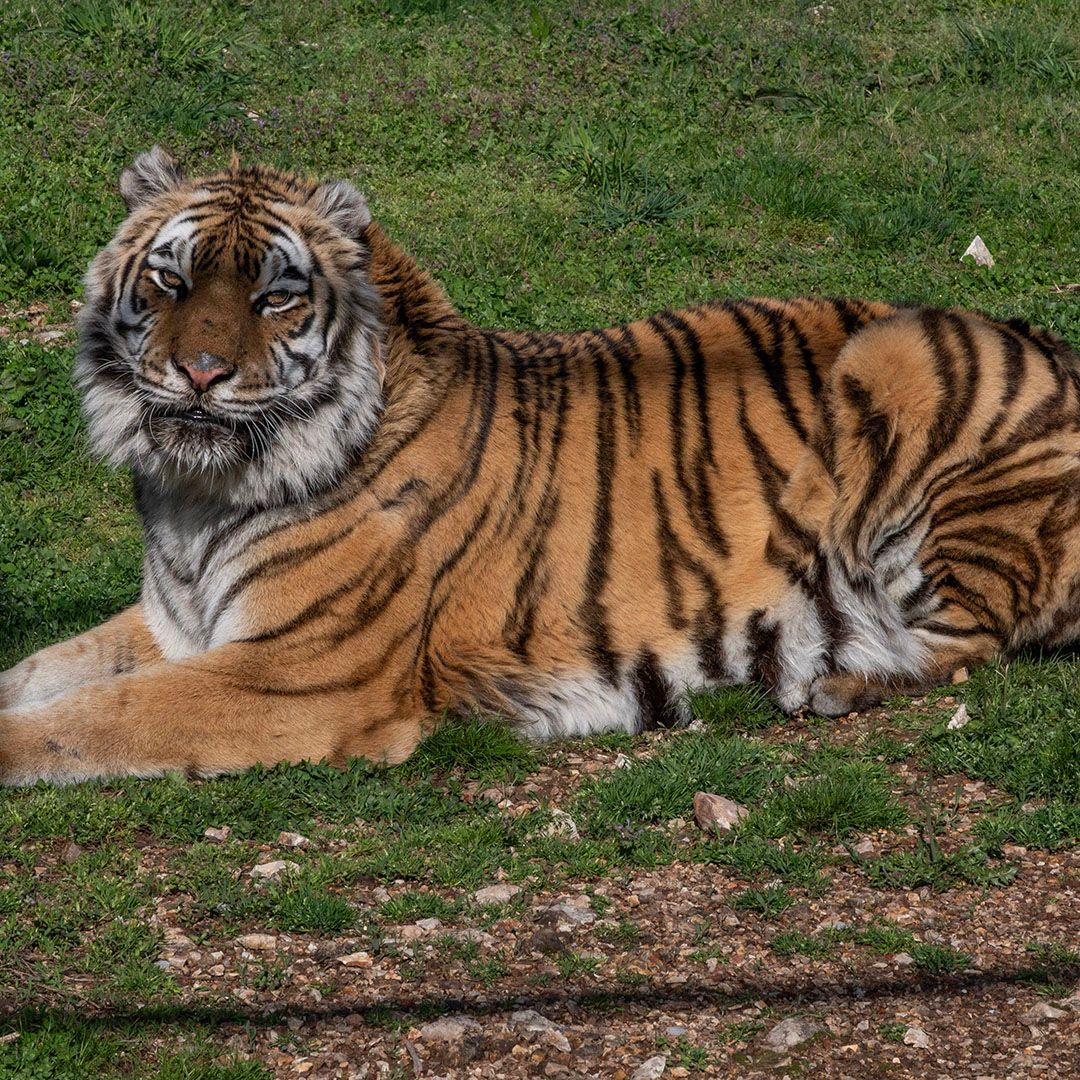 turpentinecreek's tweet photo. GOOD NIGHT, from the beautiful Aria Tiger!

#aria #TCWR #TurpentineCreek #GFAS #GlobalFederationAnimalSanctuaries #RescueToRefuge  #Sanctuary #BigCat #Cats #refuge #tiger #tigers #bigcats #goodnight #night #nightynite #nitenite #sleeptite #gnite #restwell #goodevening #evening https://t.co/4sZJRZTQT4