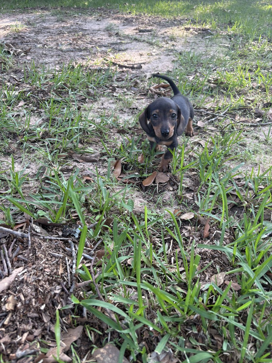 CheeseTheGinger's tweet photo. Guys, the people thought getting this was a good idea. Olive can’t stand it! #NewSausagePup #CatsOfTwitter #Hedgewatch #Harper https://t.co/2rbvaQbn67