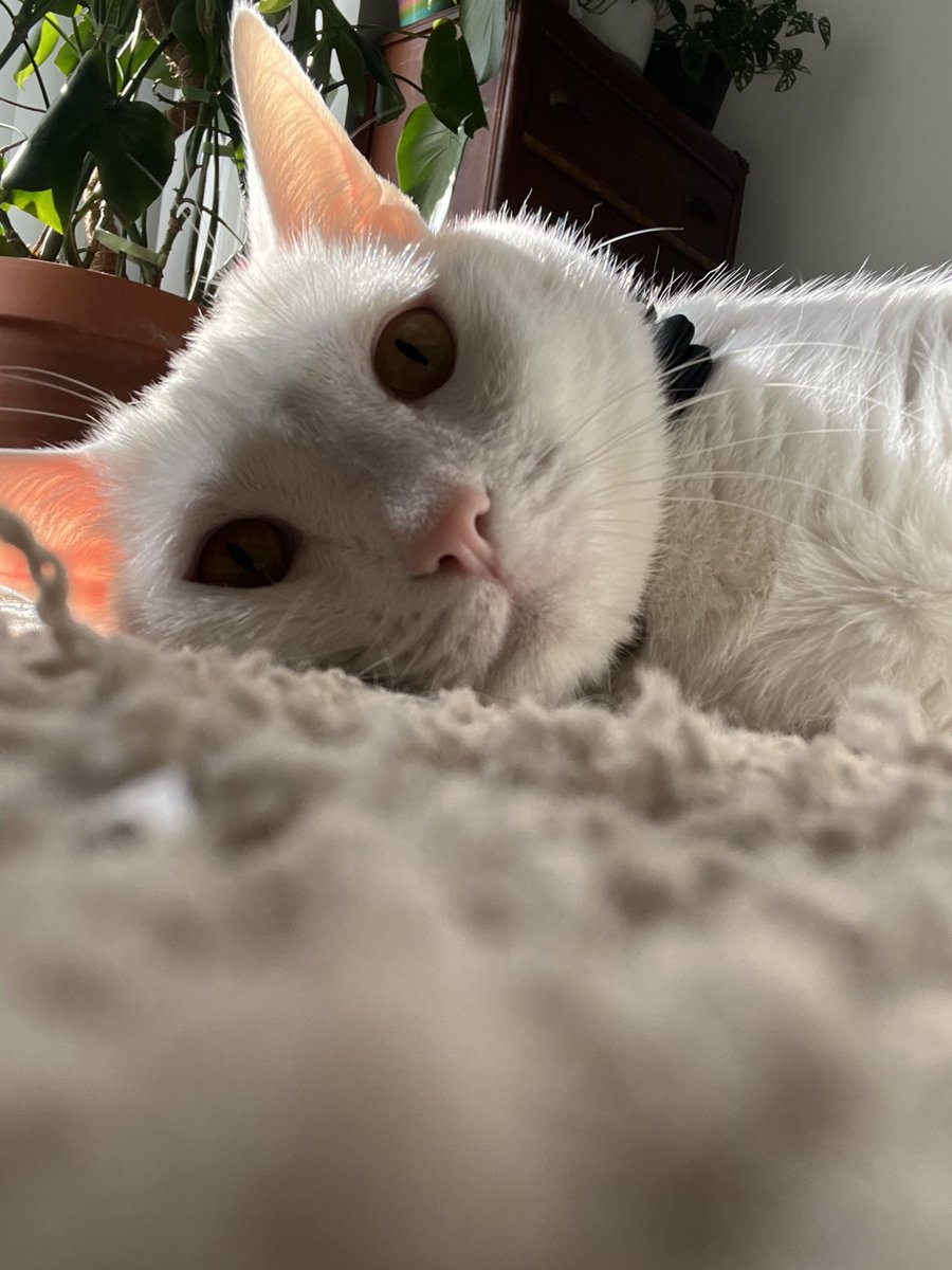 Hey so I know you are having a mental breakdown or whatever but I can see the bottom of my food bowl in a tiny spot so maybe get up and fix that