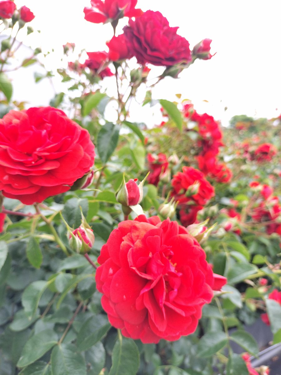 _R_e_I_YuY's tweet photo. https://t.co/M8XjnaCChe