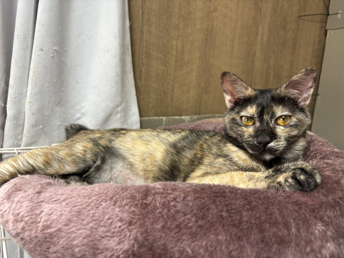 サビ猫はいいぞ