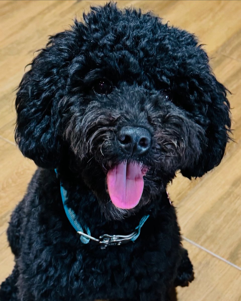 My lil #Capo, my darling 9 month old #Minipoodle grand pup !!! You have grown up so fast baby 🥰🥰