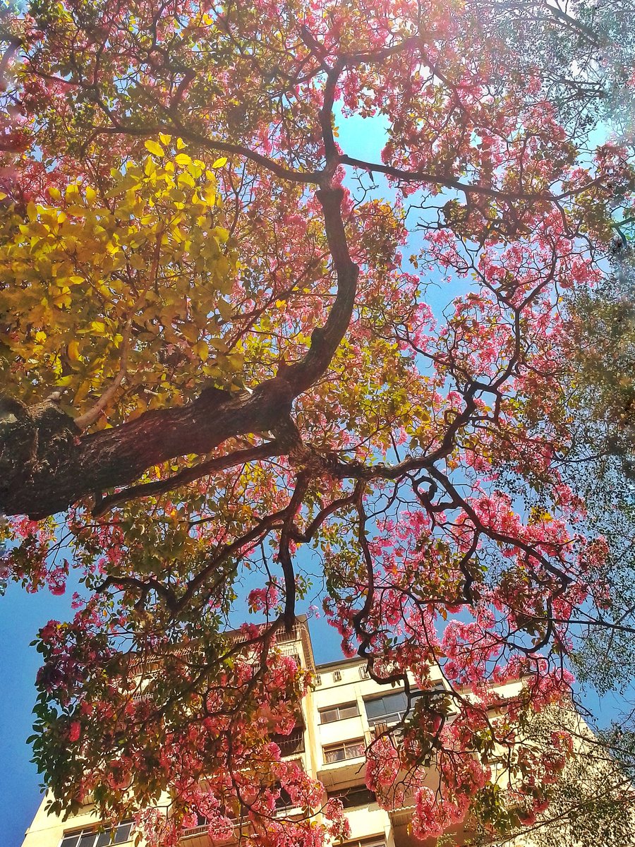 Por las calles de 🩷🌷🌸#ColinasdeBelloMonte