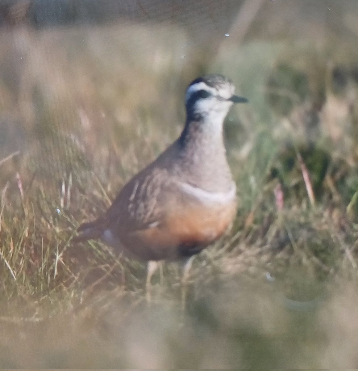 Stuart Housden (@stuarthousden) on Twitter photo <a href="/birdinglothian/">Birding Lothian</a> Dotterel in same location from 0800 this morning feeding and moving on slope to South West of path below Carnethy summit <a href="/birdinglothian/">Birding Lothian</a> Dotterel in same location from 0800 this morning feeding and moving on slope to South West of path below Carnethy summit