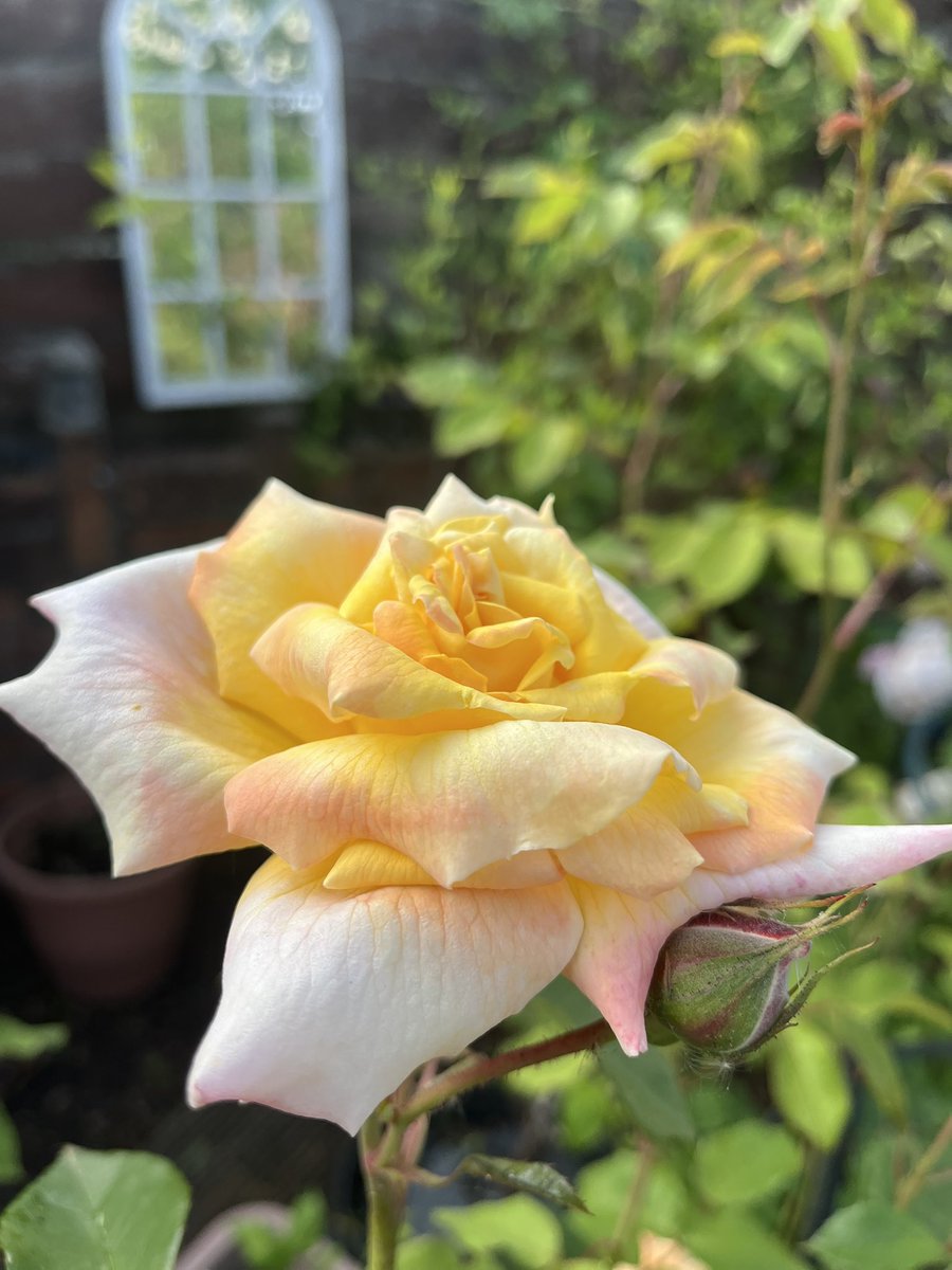 Happy Sunday, and for #SundayYellow , here’s “Arthur Bell”Rose. Have a wonderful day. #Roses #GardeningX