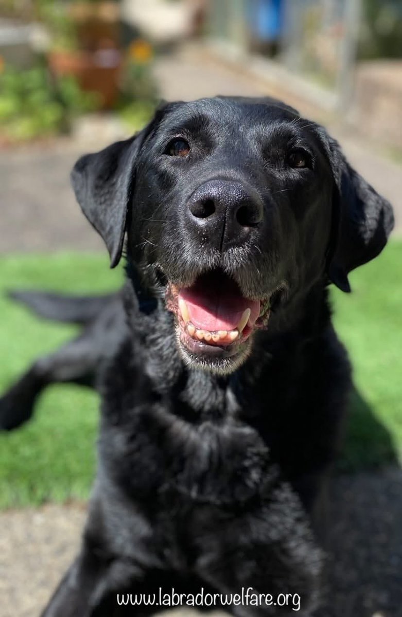 Labrador Welfare (@labradorwelfare) on Twitter photo CALLING ALL LABRADOR WELFARE CALENDAR GIRLS AND BOYS
All you’ll need to do is email a picture to us at adoption@labradorwelfare.org, tell us his or her name and when you adopted you're dog from <a href="/LabradorWelfare/">Labrador Welfare</a> CALLING ALL LABRADOR WELFARE CALENDAR GIRLS AND BOYS
All you’ll need to do is email a picture to us at adoption@labradorwelfare.org, tell us his or her name and when you adopted you're dog from <a href="/LabradorWelfare/">Labrador Welfare</a>