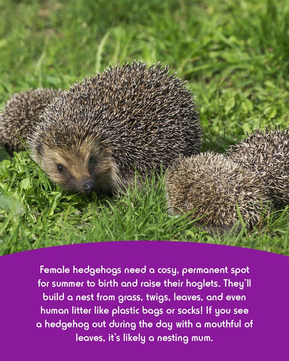It's hoglet season! Female hedgehogs are busy finding nests for their babies. If you see one with a mouthful of leaves, it's likely a nesting mum preparing for her little ones! 🦔