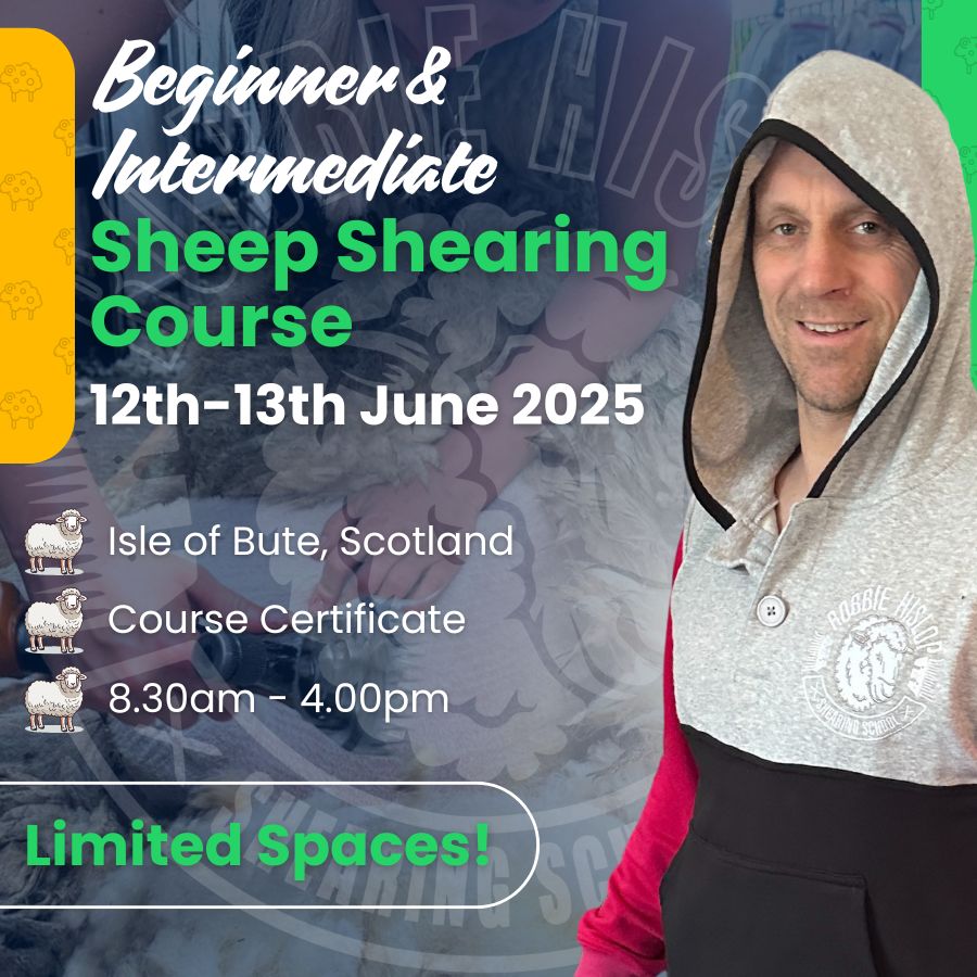 SHEARINGSCHOOL's tweet image. 1 space left – 2-day shearing course, Isle of Bute, 12–13 June.

Beginner to intermediate. Food sorted, tools supplied, beds free if you BYO bag + beer.

shearingschool.co.uk/product/2-day-…

#SheepShearingCourse #ShearingTraining #RobbieHislop