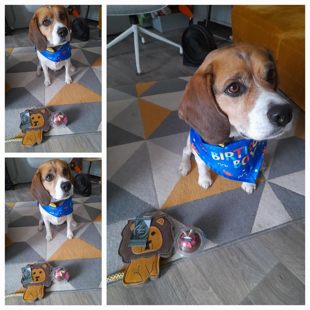 Goodmorning, it's me Percy...
Today it's my birthday 🎂 
Today I am 3...whoopee 🥳🥳🥳