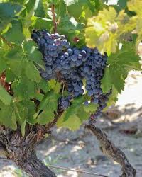 Master 2 Commerce des Vins tweet media
