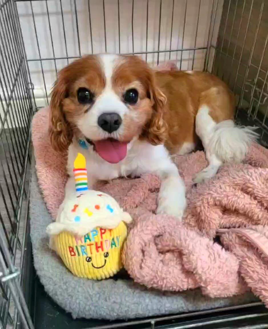 It was the late Archie’s birthday the other day. Always miss him.
#writer #writerslife #writingcommunity #dogs