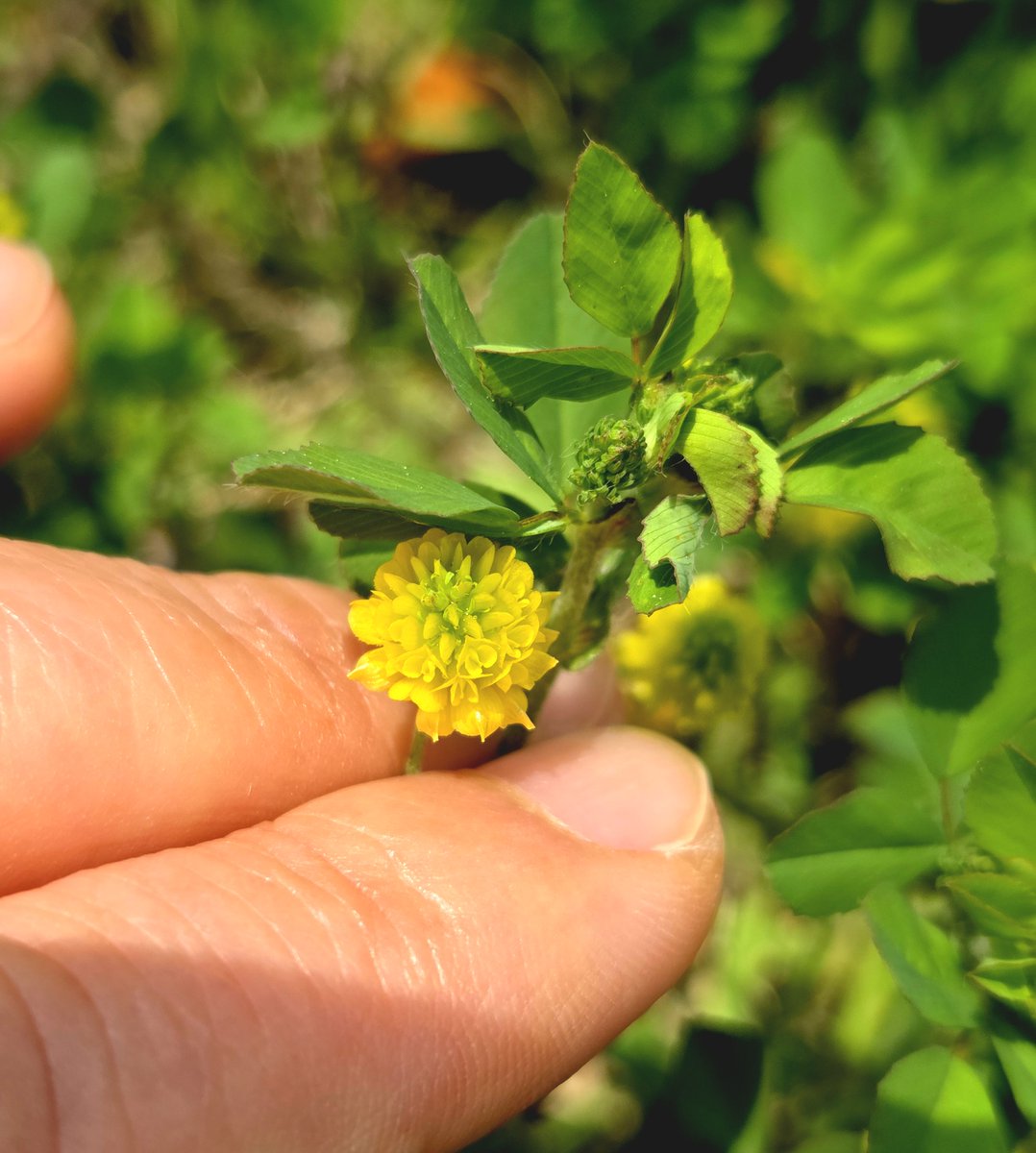 goldrose9090's tweet photo. 🌷Yellow Clover – A Tiny Bloom with a Big Presence
🌸#YellowClover #TrifoliumCampestre #CloverDifference #Wildflowers #SpringWalk #PlantWhispers #NatureDetails #BotanyLove
👉Read more here!:
🔗https://t.co/RSHCtUvViS https://t.co/1S5S1BWWkp