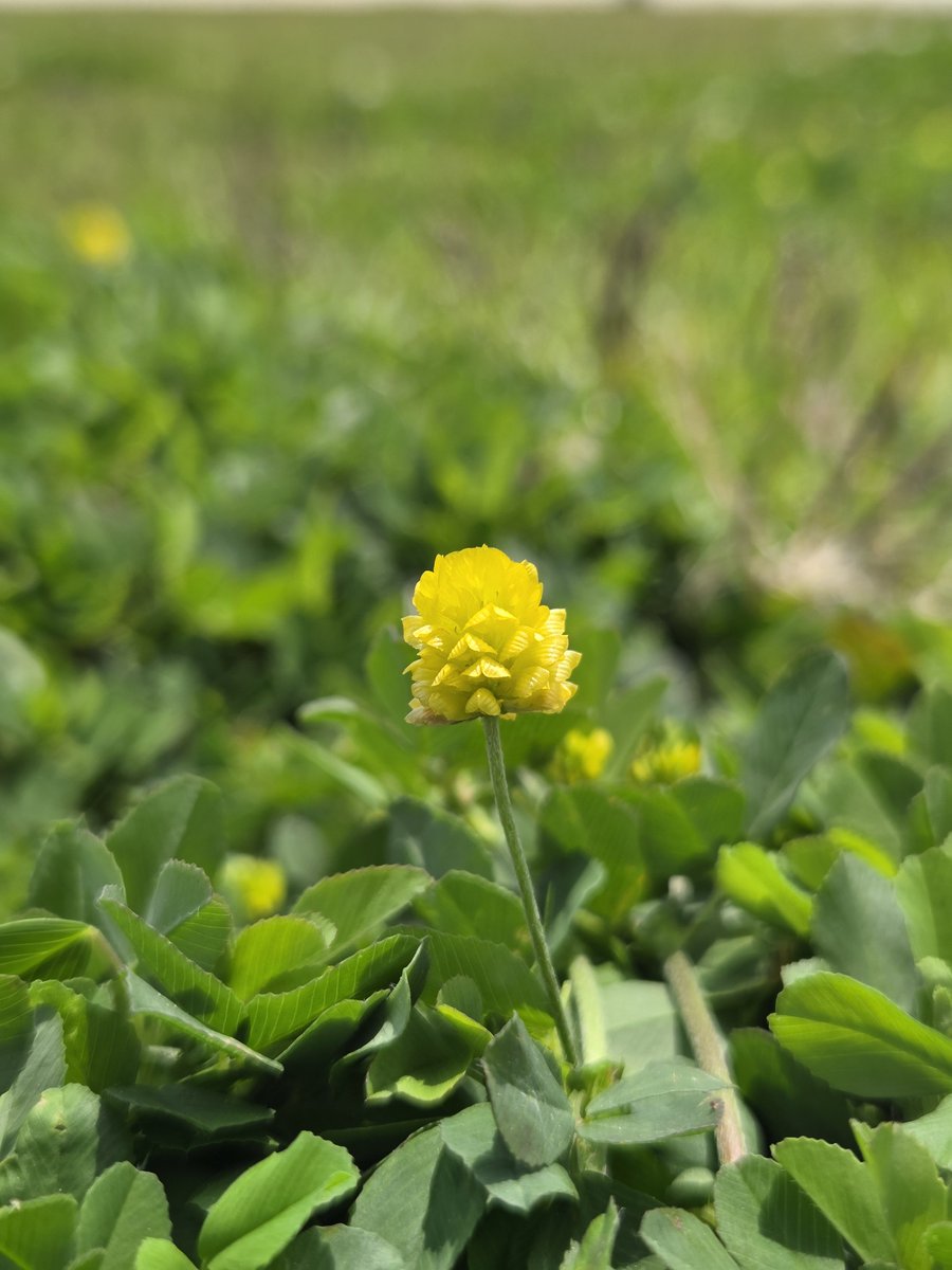 goldrose9090's tweet photo. 🌷Yellow Clover – A Tiny Bloom with a Big Presence
🌸#YellowClover #TrifoliumCampestre #CloverDifference #Wildflowers #SpringWalk #PlantWhispers #NatureDetails #BotanyLove
👉Read more here!:
🔗https://t.co/RSHCtUvViS https://t.co/ac0kJ9Z8mF
