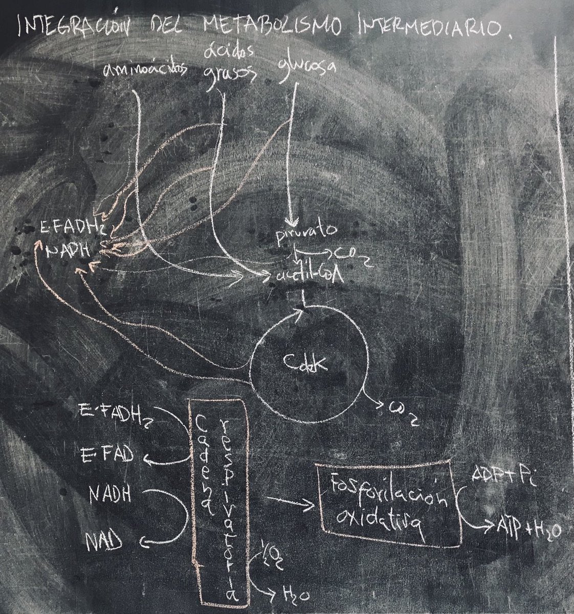Otro año, otro semestre, otra cohorte… disfrutando de la simpleza de la #TizaYBorrador #FormarOInformar integración del metabolismo intermediario.