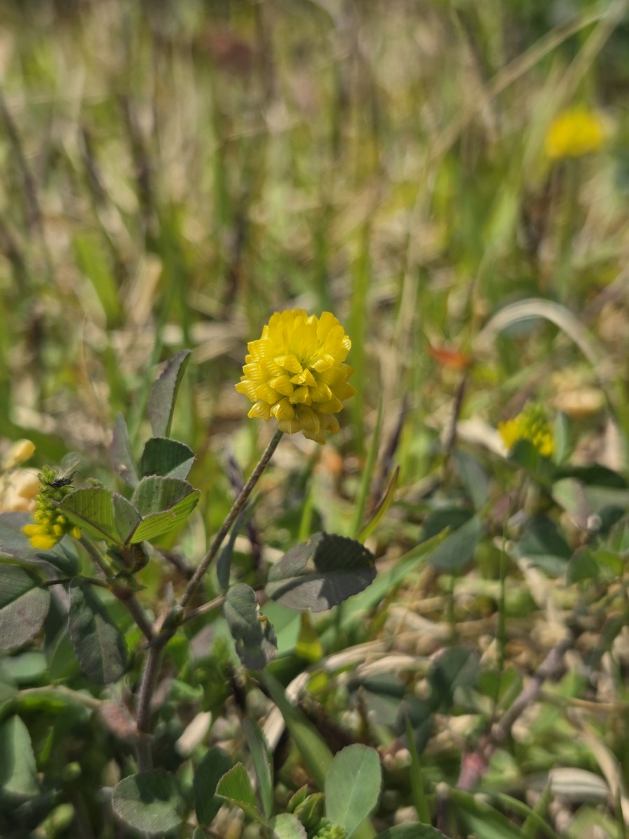 goldrose9090's tweet photo. 🌷Yellow Clover – A Tiny Bloom with a Big Presence
🌸#YellowClover #TrifoliumCampestre #CloverDifference #Wildflowers #SpringWalk #PlantWhispers #NatureDetails #BotanyLove
👉Read more here!:
🔗https://t.co/RSHCtUwt8q https://t.co/4YYMqbd3y5