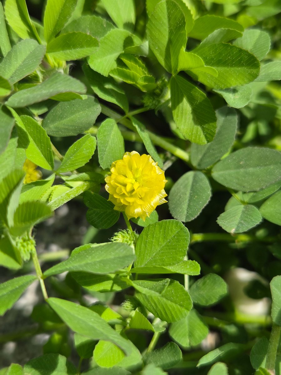 goldrose9090's tweet photo. 🌷Yellow Clover – A Tiny Bloom with a Big Presence
🌸#YellowClover #TrifoliumCampestre #CloverDifference #Wildflowers #SpringWalk #PlantWhispers #NatureDetails #BotanyLove
👉Read more here!:
🔗https://t.co/RSHCtUvViS https://t.co/O80G4EzZ2Q