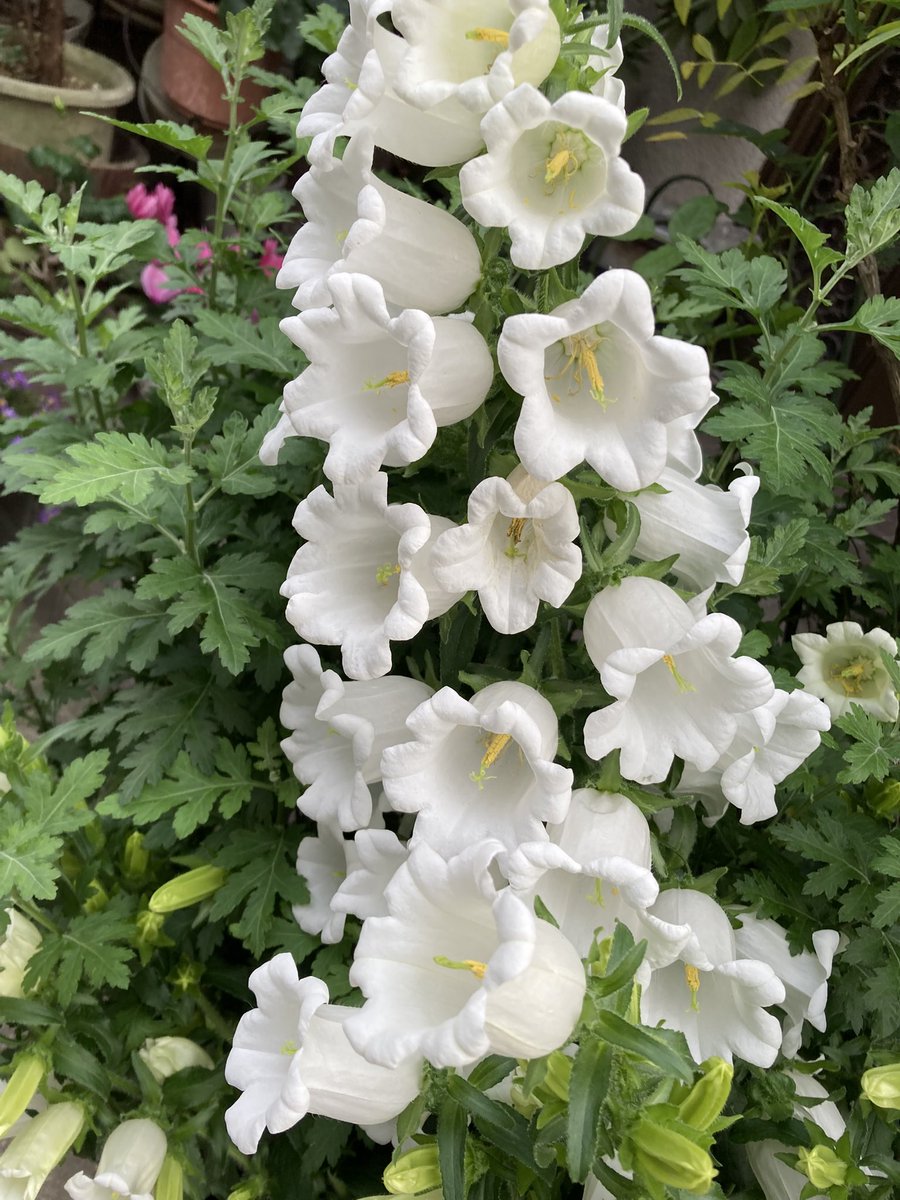 ugachanblog's tweet image. こんにちは!曇空☁️
涼しいうちに午前にウォーキング🚶🏻
ところが蒸し暑く汗だくに
こういう天気こそ水分補給して
しっかり暑さ対策が必要ですね😣
皆様もどうぞ油断せず水分補給して
素敵な休日をお過ごしください🍀✨
午後簿記勉
複合問題は復習にもなり理解不十分が明らかに!少しずつ積み上げます