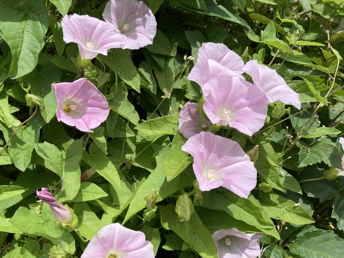 ugachanblog's tweet image. こんにちは!曇空☁️
涼しいうちに午前にウォーキング🚶🏻
ところが蒸し暑く汗だくに
こういう天気こそ水分補給して
しっかり暑さ対策が必要ですね😣
皆様もどうぞ油断せず水分補給して
素敵な休日をお過ごしください🍀✨
午後簿記勉
複合問題は復習にもなり理解不十分が明らかに!少しずつ積み上げます
