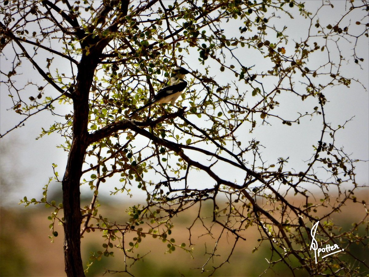spotter_pandey's tweet photo. The great grey shrike (Lanius excubitor) . Despite being a songbird, it’s known for impaling its prey—which can include insects, small mammals, and even other birds—on thorns or barbed wire.
#greatgreyshrike
#team_ebird
#indiaves #avibase #birdwatchingdaily #wildlifemag #natgeo https://t.co/iuNcJu7dw7