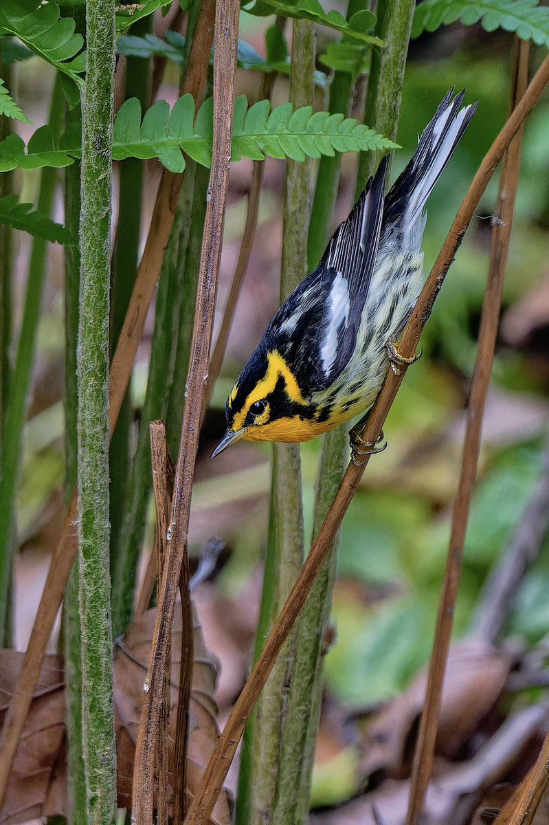 Spotted 7!! Blackburnian Warblers (Setophaga fusca) throughout Central Park today 17may26) including one very cooperative bird on the south shore of the Pool in the river birch trees.Their fiery orange throat makes them hard to miss during migration. #birdcpp #birdnerd #nikonz8