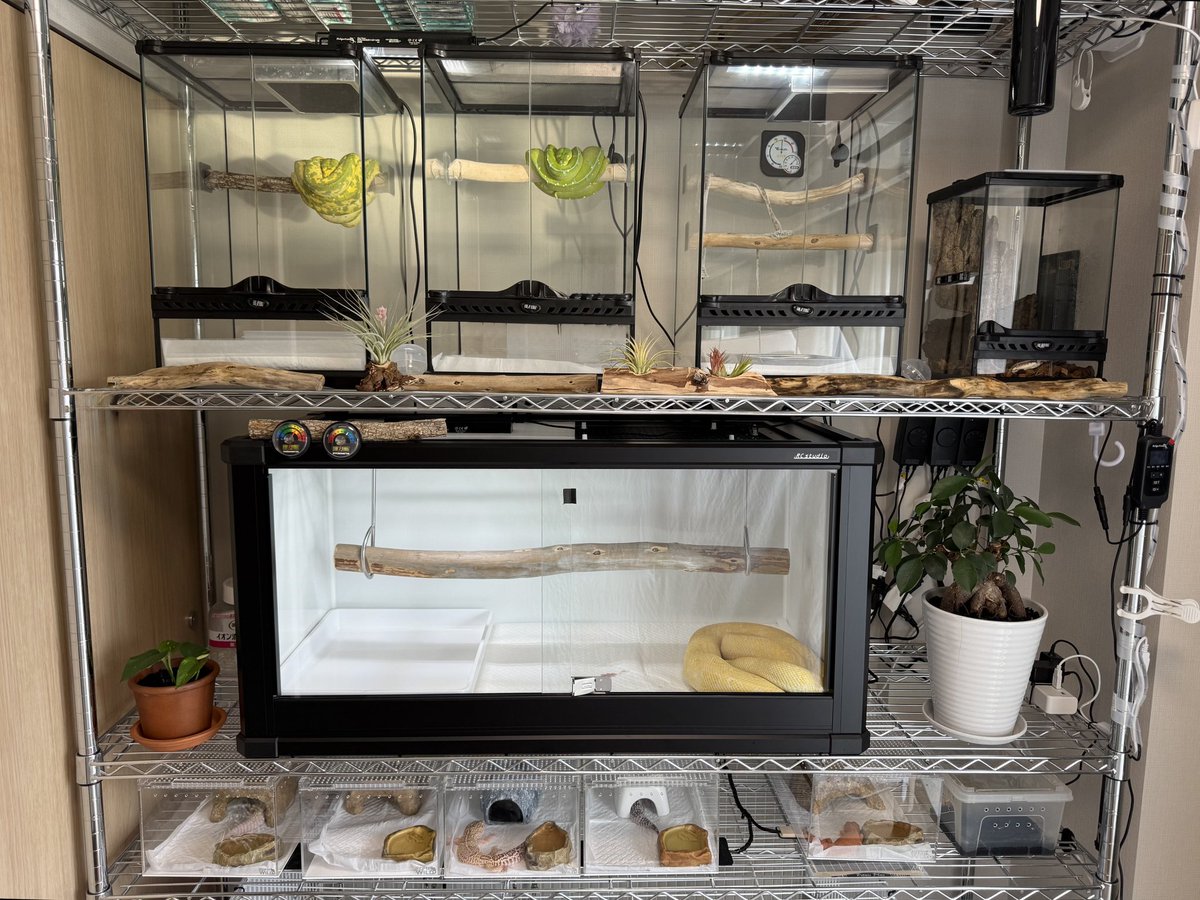 Rc studio ｱｰﾙｼｰｽﾀｼﾞｵ 爬虫類ｹｰｼﾞﾒｰｶｰ tweet media