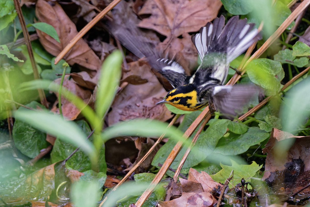 More blackburnian warbler (Setophaga fusca) goodness from today (17may25) on the south shore of the pool on the busy river birch trees in Central Park.#birdcpp #birdnerd #Nikonphotography