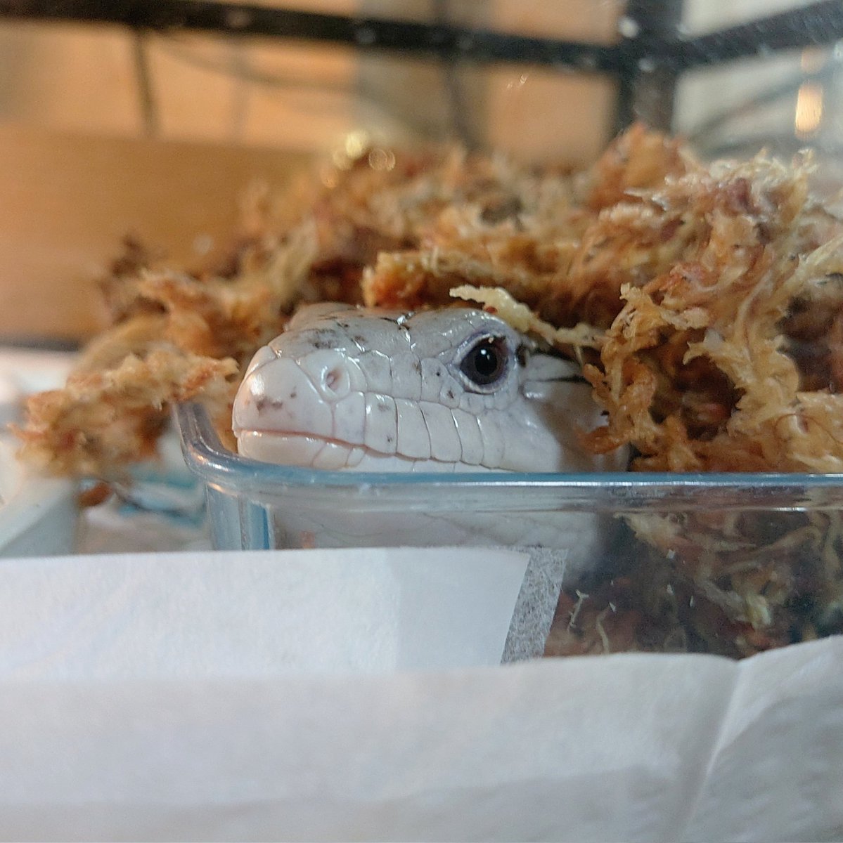 水苔饅頭
#ハルマヘラアオジタトカゲ