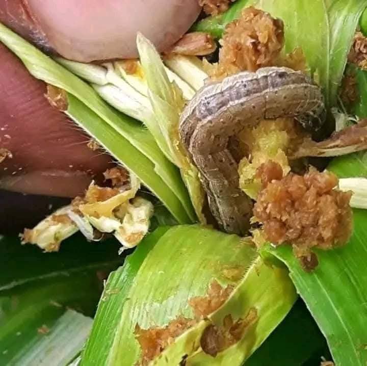 RightCohen's tweet photo. Look how fall armyworm damage maize.
This pest is promoted by wet weather & poor crop hygiene.
It feeds on the cob and reduces harvest.
Control with neem extracts, systemic insecticides, timely scouting & crop rotation.
@uclaire570
#CropProtection
#AgroTips
#LetsFarmTogether https://t.co/l2v1fpVOEK