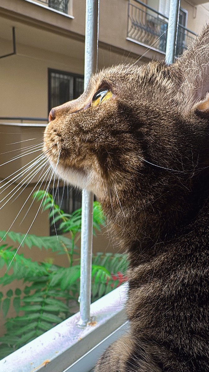 Bazı kuşlar değişik ötüyo onlar parka yeni gelmiş kalktık baktık rahatladık 🤷🏻‍♀️