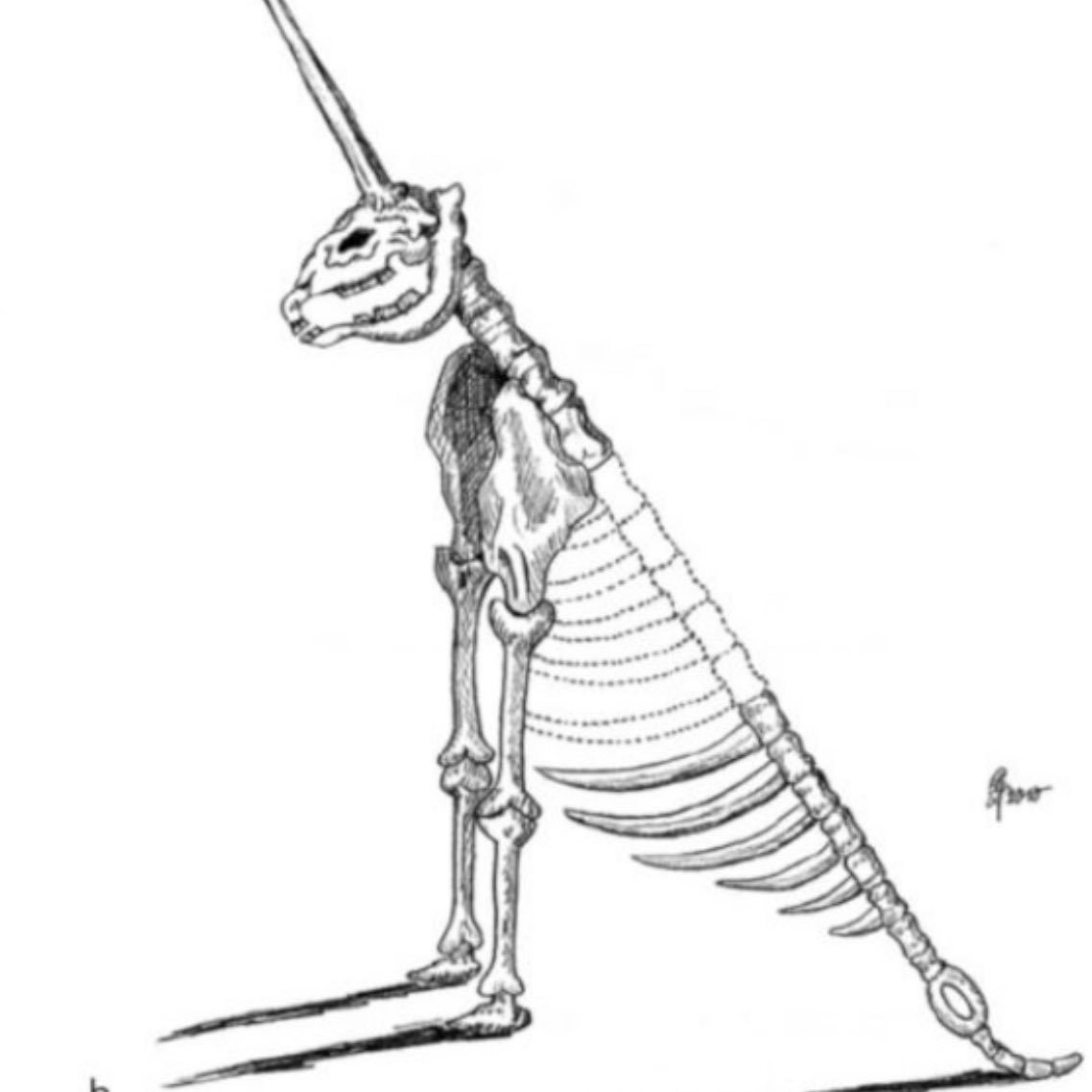 Historic_ig's tweet photo. In 1663, a partial fossilized skeleton was found in Germany and assembled into the “Magdeburg Unicorn.” Made mostly from woolly rhinoceros bones, it is now considered one of the worst fossil reconstructions in history. https://t.co/TG7aeJEPnW