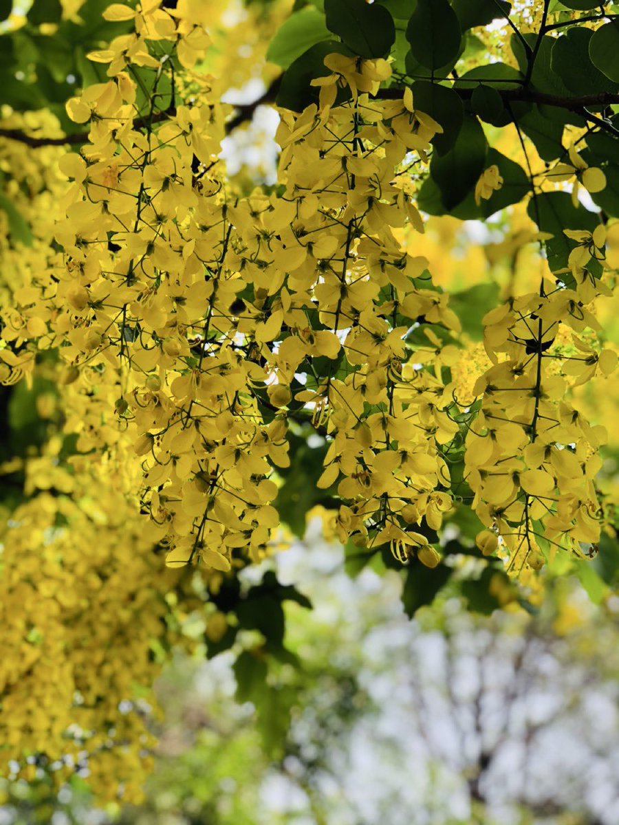Amaltas, the golden flower tree is in full bloom. Its charm intensifies under the scorching sun. 

#summers #TreesOfDelhi