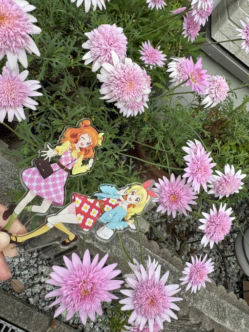 おばあちゃん家きれいな花咲いてた〜❀.*・゜ 
