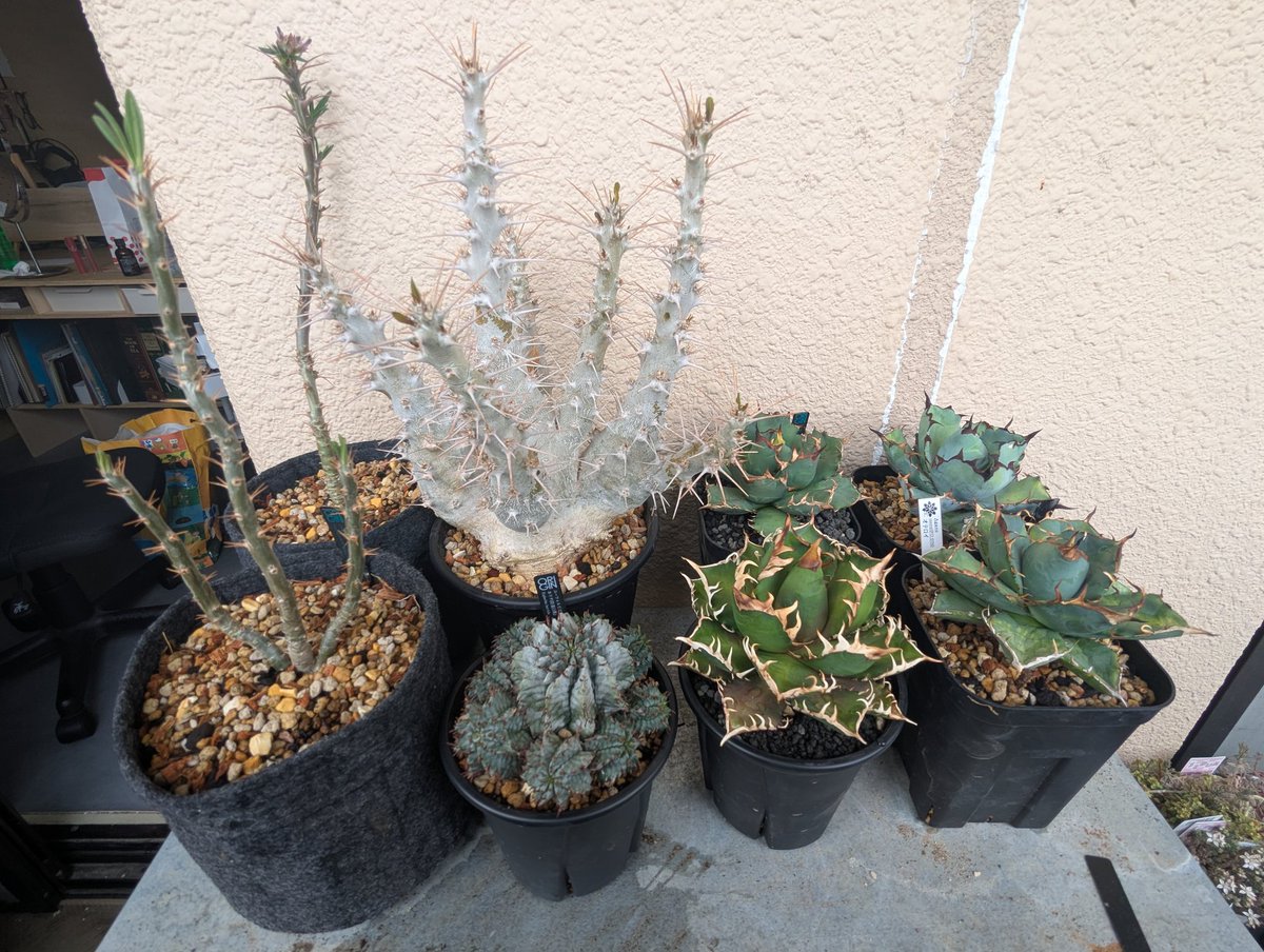 origin_plants's tweet photo. 植替え。根っこつよしと不織布の鉢を使ってみる。 https://t.co/fOceh6S2q1