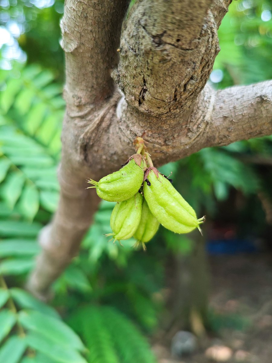 gentlevids's tweet photo. Bilimbi Burst: A Zesty Delight! 

Dive into the tangy world of Bilimbi! This vibrant fruit, also known as tree sorrel, packs a sour punch similar to starfruit.
#Bilimbi #TreeSorrel #SourFruit #TropicalFruits #ExoticFruits #FruitPhotography https://t.co/16cZzNj5Qn