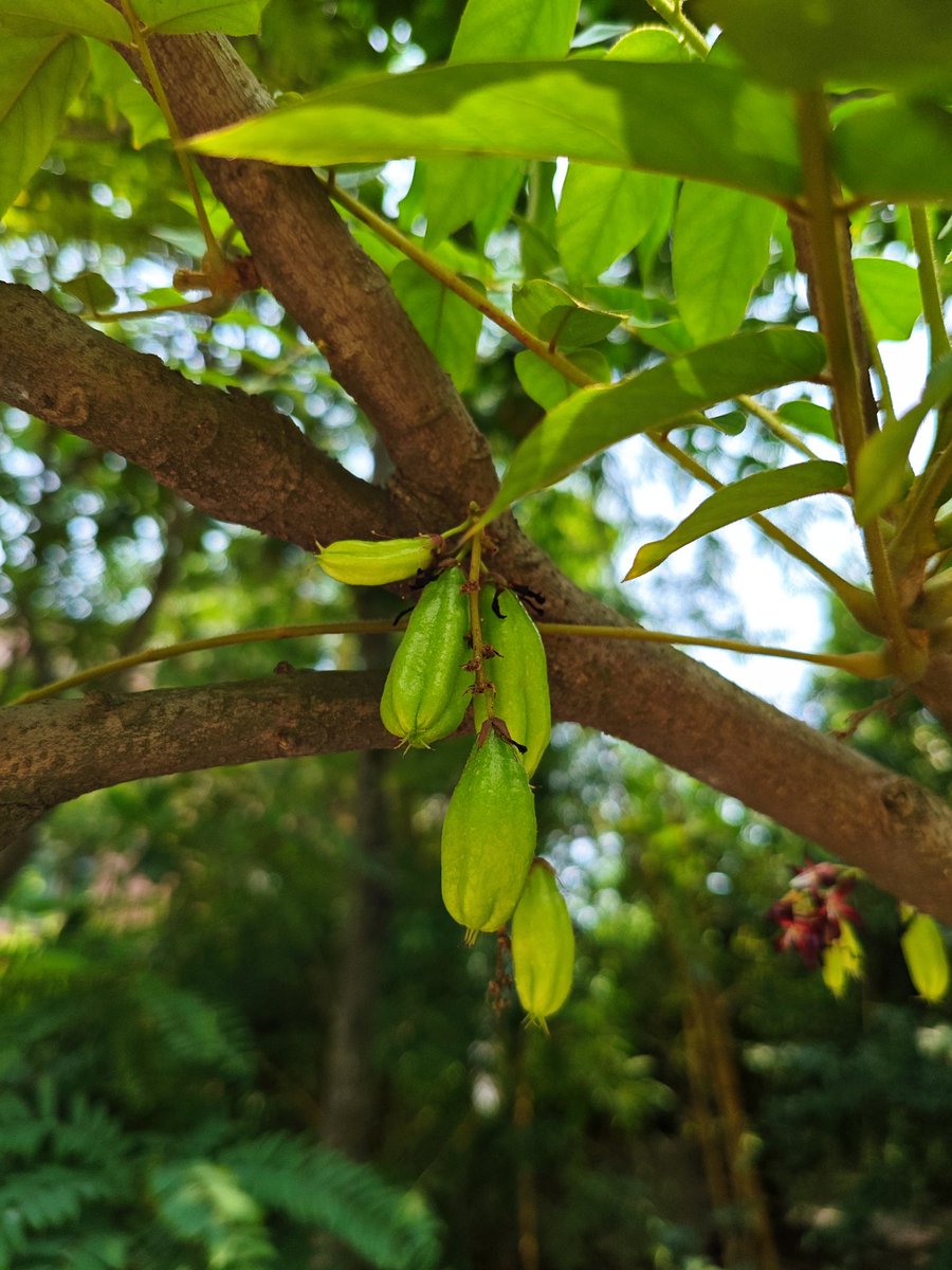 gentlevids's tweet photo. Bilimbi Burst: A Zesty Delight! 

Dive into the tangy world of Bilimbi! This vibrant fruit, also known as tree sorrel, packs a sour punch similar to starfruit.
#Bilimbi #TreeSorrel #SourFruit #TropicalFruits #ExoticFruits #FruitPhotography https://t.co/16cZzNj5Qn