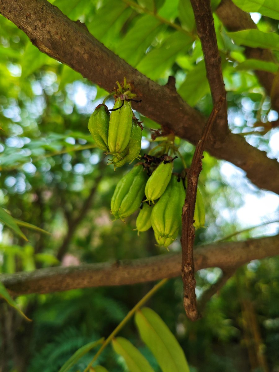 gentlevids's tweet photo. Bilimbi Burst: A Zesty Delight! 

Dive into the tangy world of Bilimbi! This vibrant fruit, also known as tree sorrel, packs a sour punch similar to starfruit.
#Bilimbi #TreeSorrel #SourFruit #TropicalFruits #ExoticFruits #FruitPhotography https://t.co/16cZzNj5Qn
