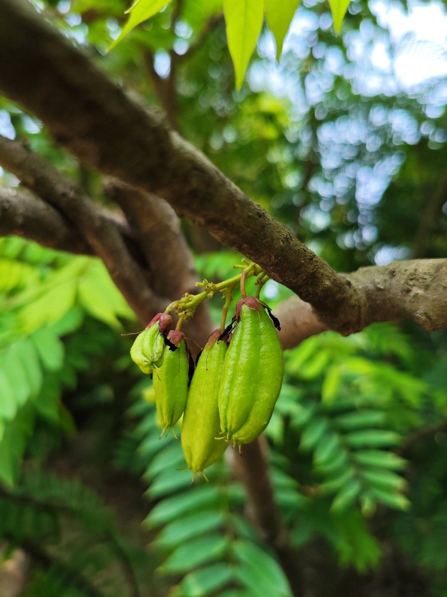 gentlevids's tweet photo. Bilimbi Burst: A Zesty Delight! 

Dive into the tangy world of Bilimbi! This vibrant fruit, also known as tree sorrel, packs a sour punch similar to starfruit.
#Bilimbi #TreeSorrel #SourFruit #TropicalFruits #ExoticFruits #FruitPhotography https://t.co/16cZzNj5Qn