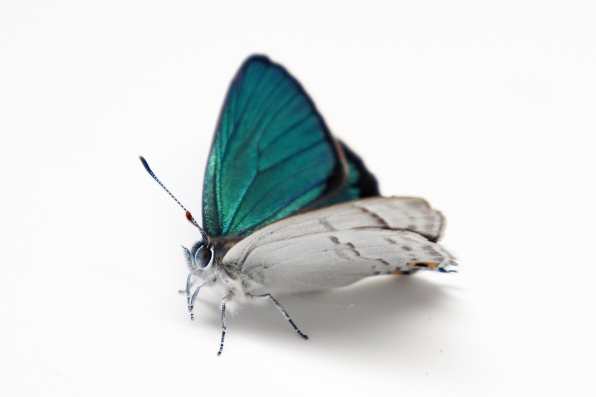 シジミ少年 tweet media