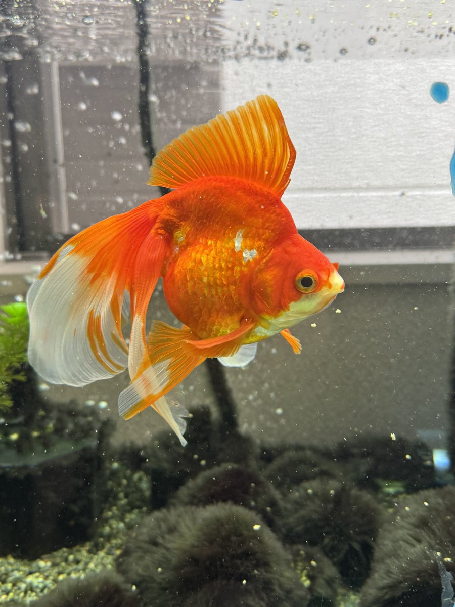 1hibiki's tweet photo. 久しぶりに金魚をあげてみる。 https://t.co/3G3Ld7zbmu