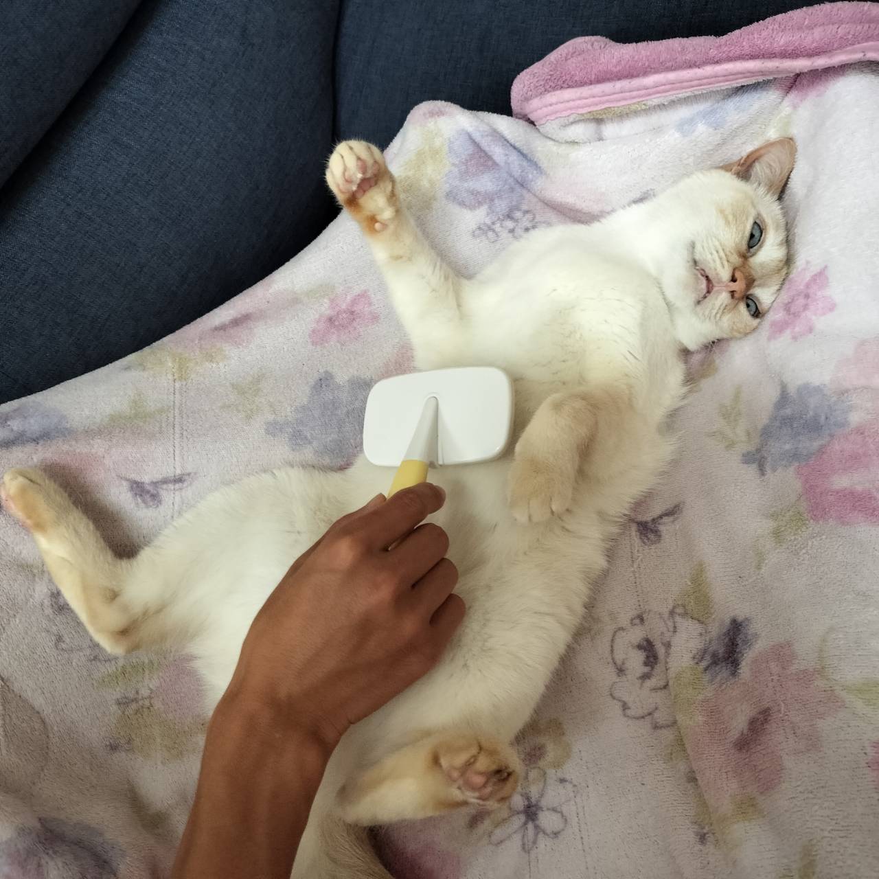 佳　泥棒猫 泥棒猫 - Hungry Cat - - YouTube