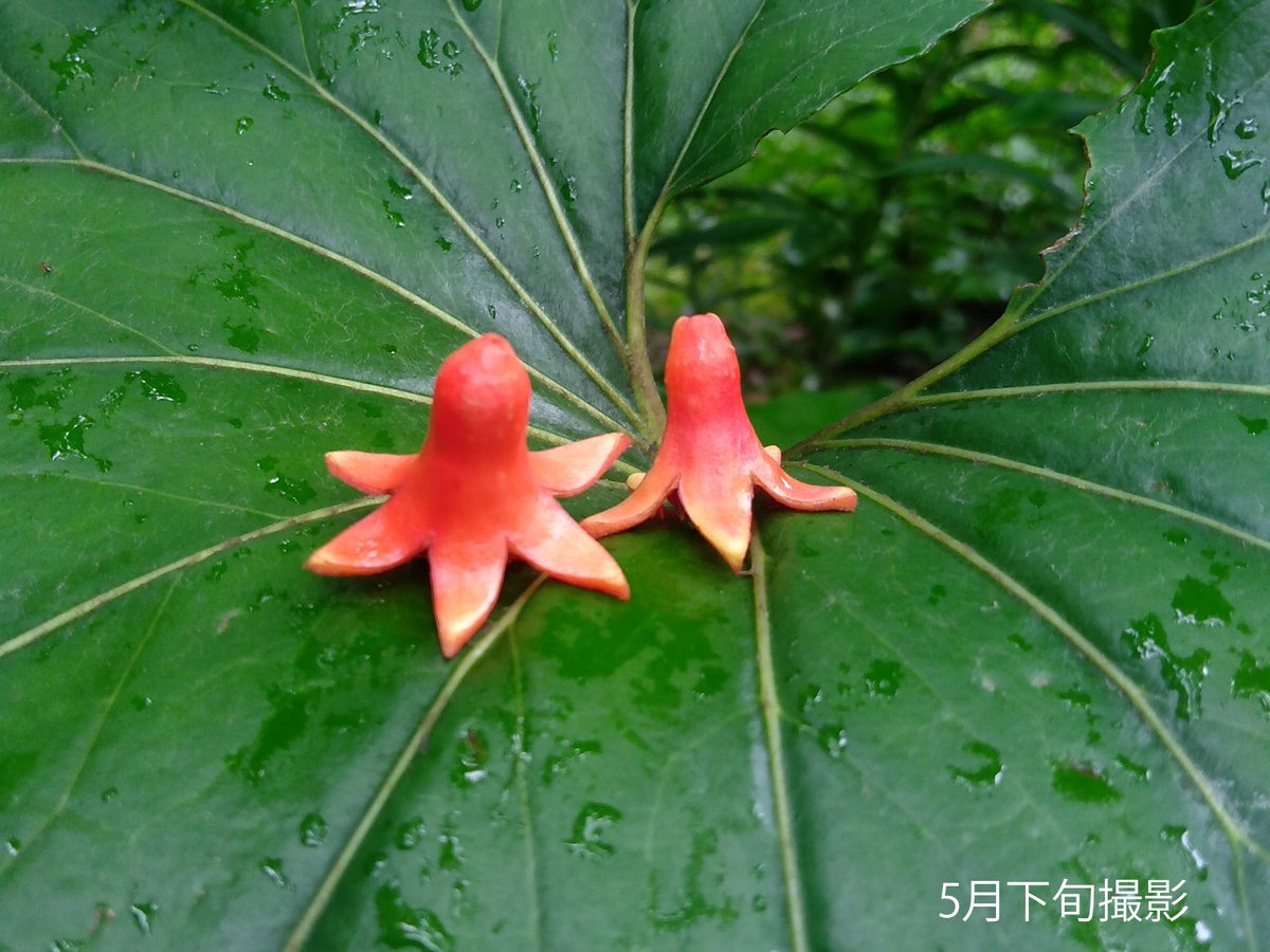 籠のざくろ 新宿御苑 自然情報 on X