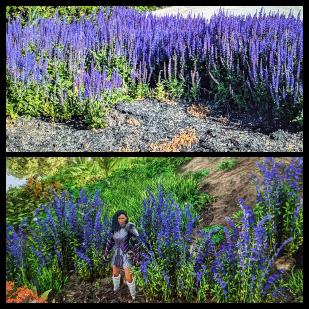 BrynnBumfuzzle's tweet image. My current Event for #MutationNation Company on Valhalla, New World in Our World @playnewworld 10K gold prizes. Hyssop. Find something from both worlds.