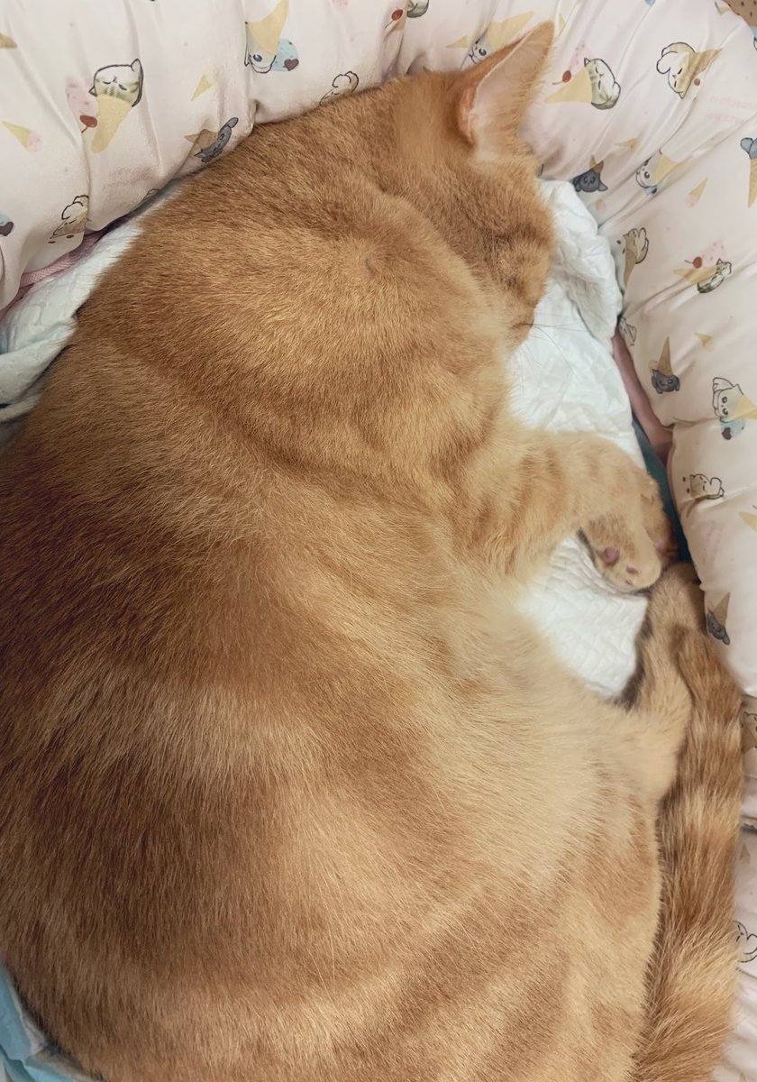 黎猫リィゼ*♬೨̣̥ tweet media