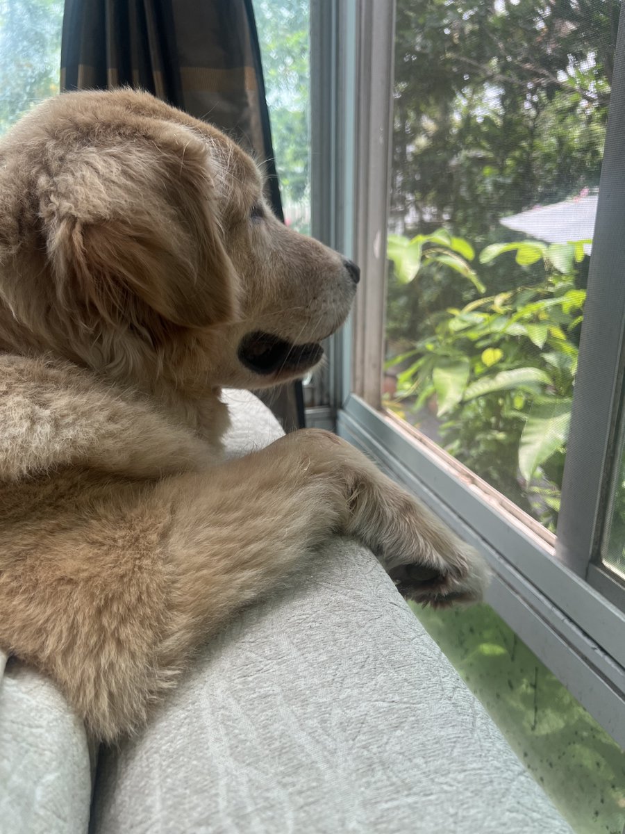 moneymoniedog's tweet photo. มันนี่ชอบนั่งมองกระรอก https://t.co/ti5s8bxVe9