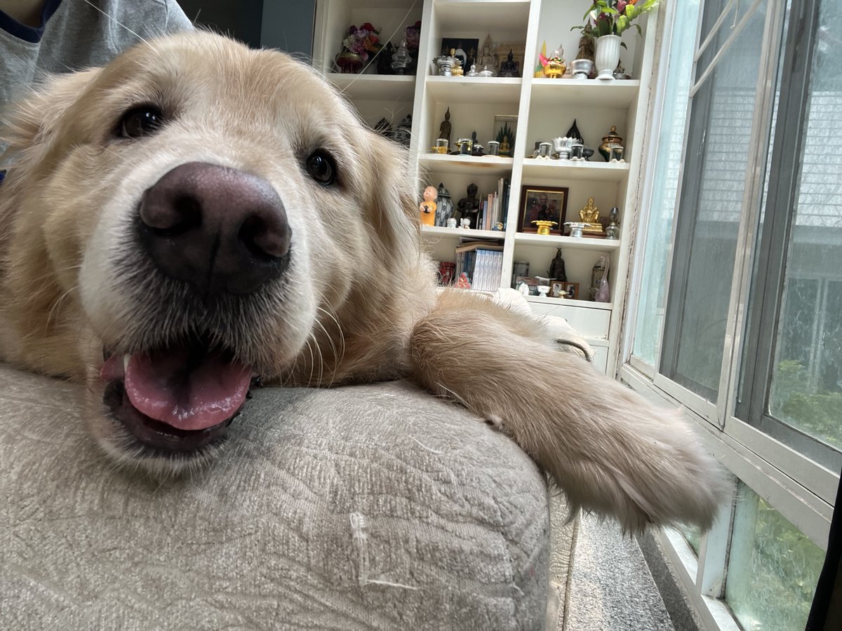 moneymoniedog's tweet photo. มันนี่ชอบนั่งมองกระรอก https://t.co/ti5s8bxVe9