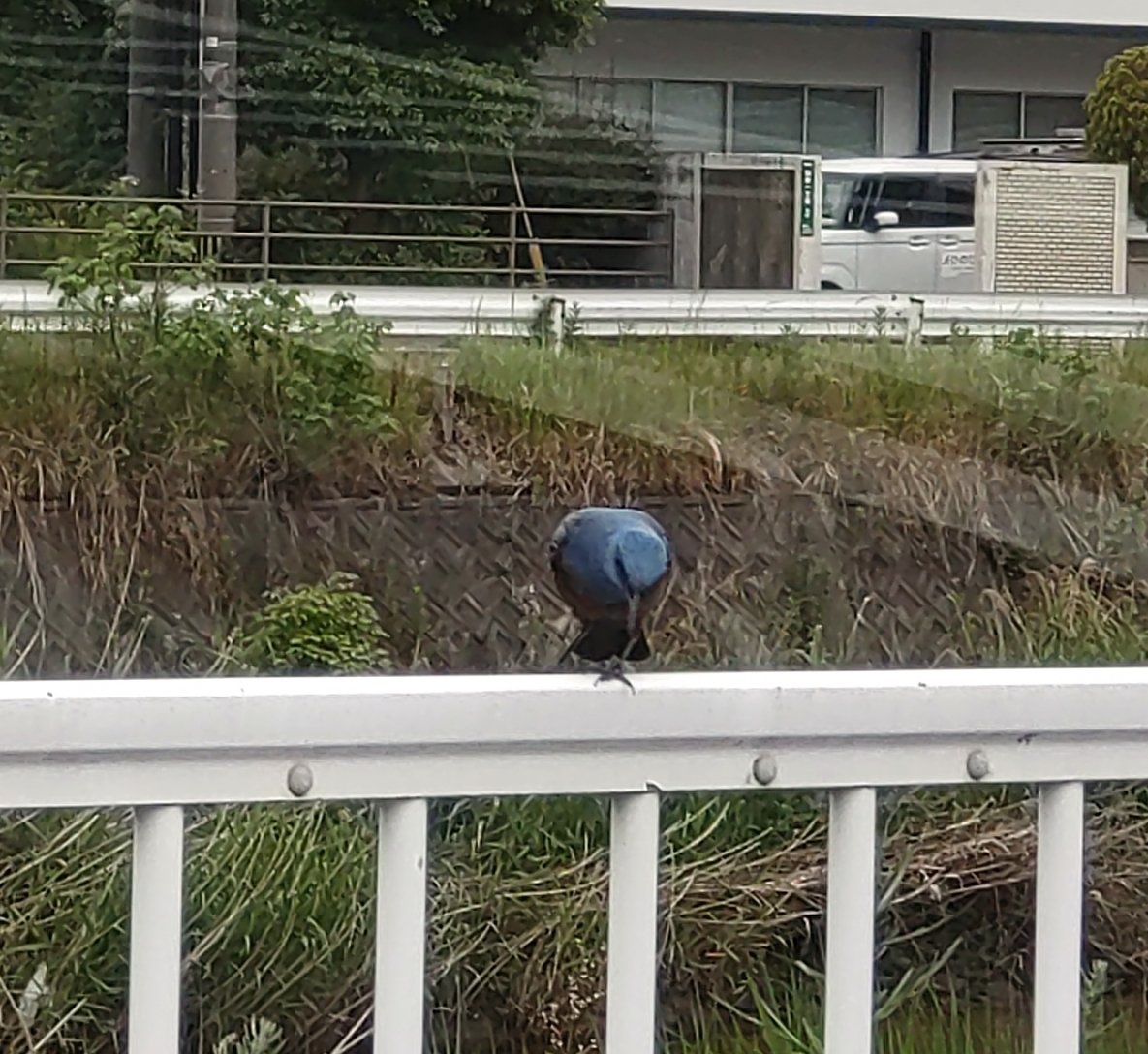 なんかすごい
偶然ですが鳥さんの
捕食の瞬間を捉えました！
ワーイ
(^^)