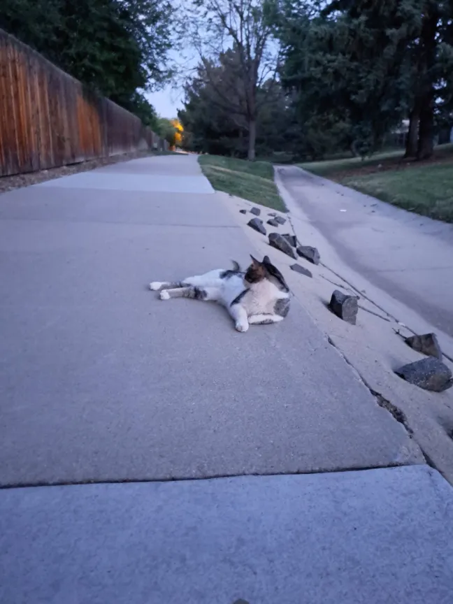StrainEye's tweet photo. #GrimmiNyan
I hope tomorrow is better I'm sorry you had a stressful birthday 
I don't have a cat but one time the cat distribution system made it 90% of the way to my house.
I couldn't get a good picture she was too excited and too fast. https://t.co/QyJ5Mo44oL