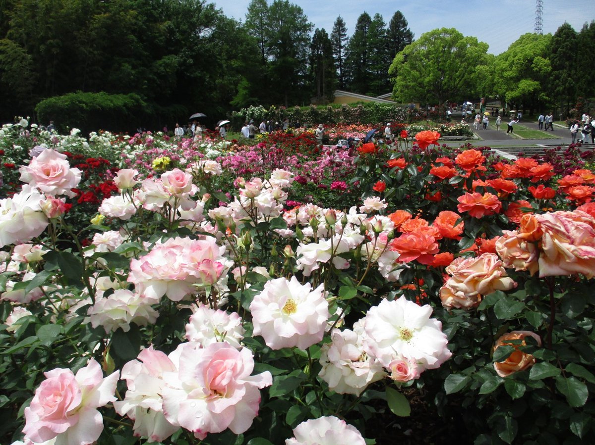 5/18(日)に撮影した『ふじいでんこうローズガーデン🌹』の様子です