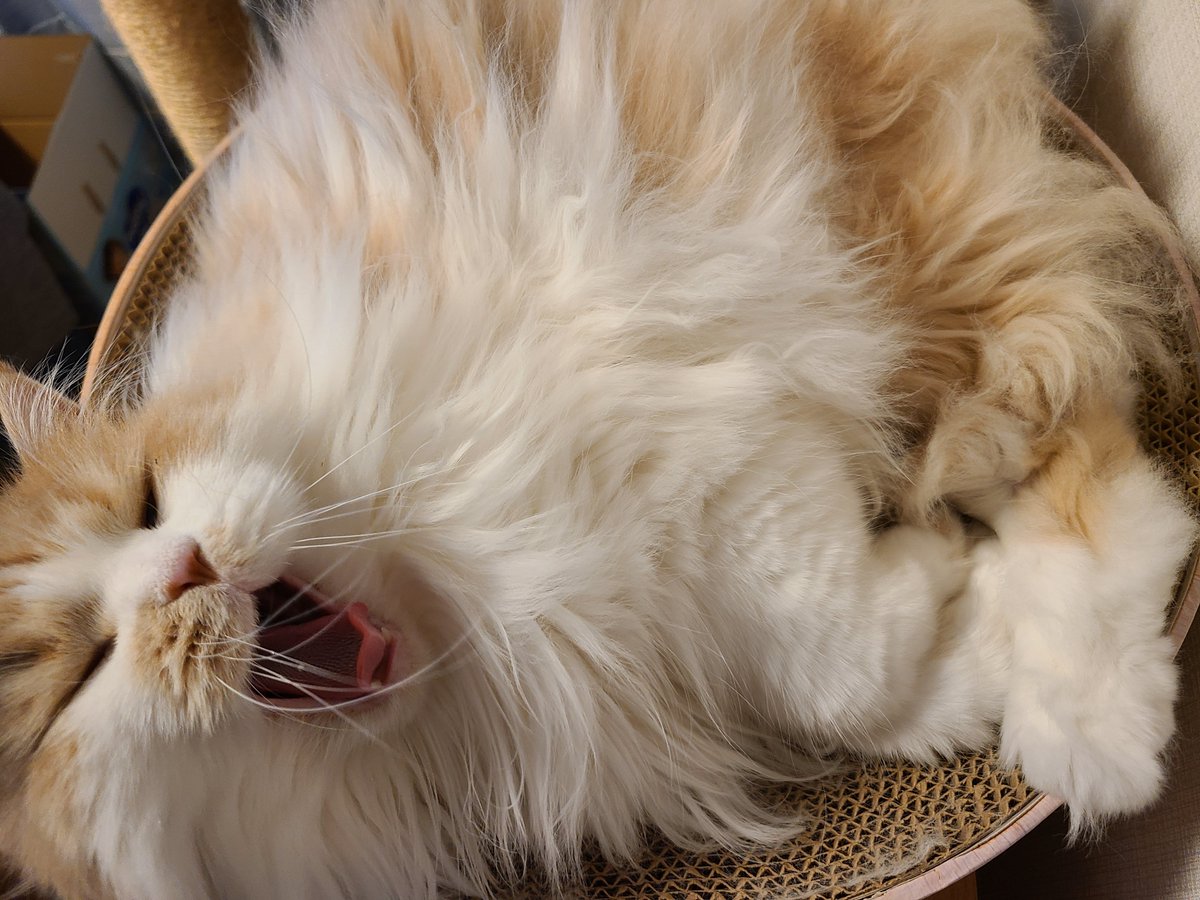 くあっ
#猫 #猫のいる暮らし𓏲𓎨