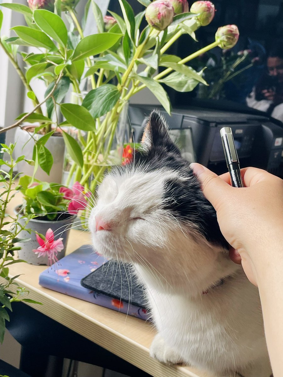 Me: trying to draw ✍️ 
Cat: NO 🥰